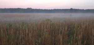 Morning fog sits over Galveston Bay coastal prairie land.