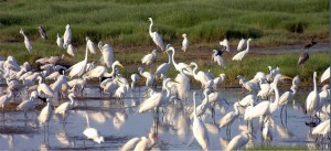 Local birds gather in Galveston Bay wetlands.