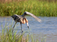 A bird hunts for food in Galveston Bay wetlands.