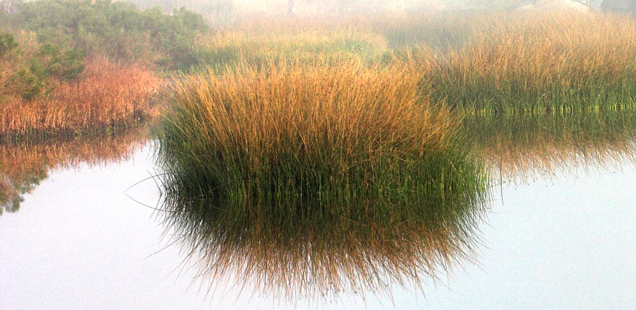 Tall marsh grass grows and creates a habitat in Galveston Bay.